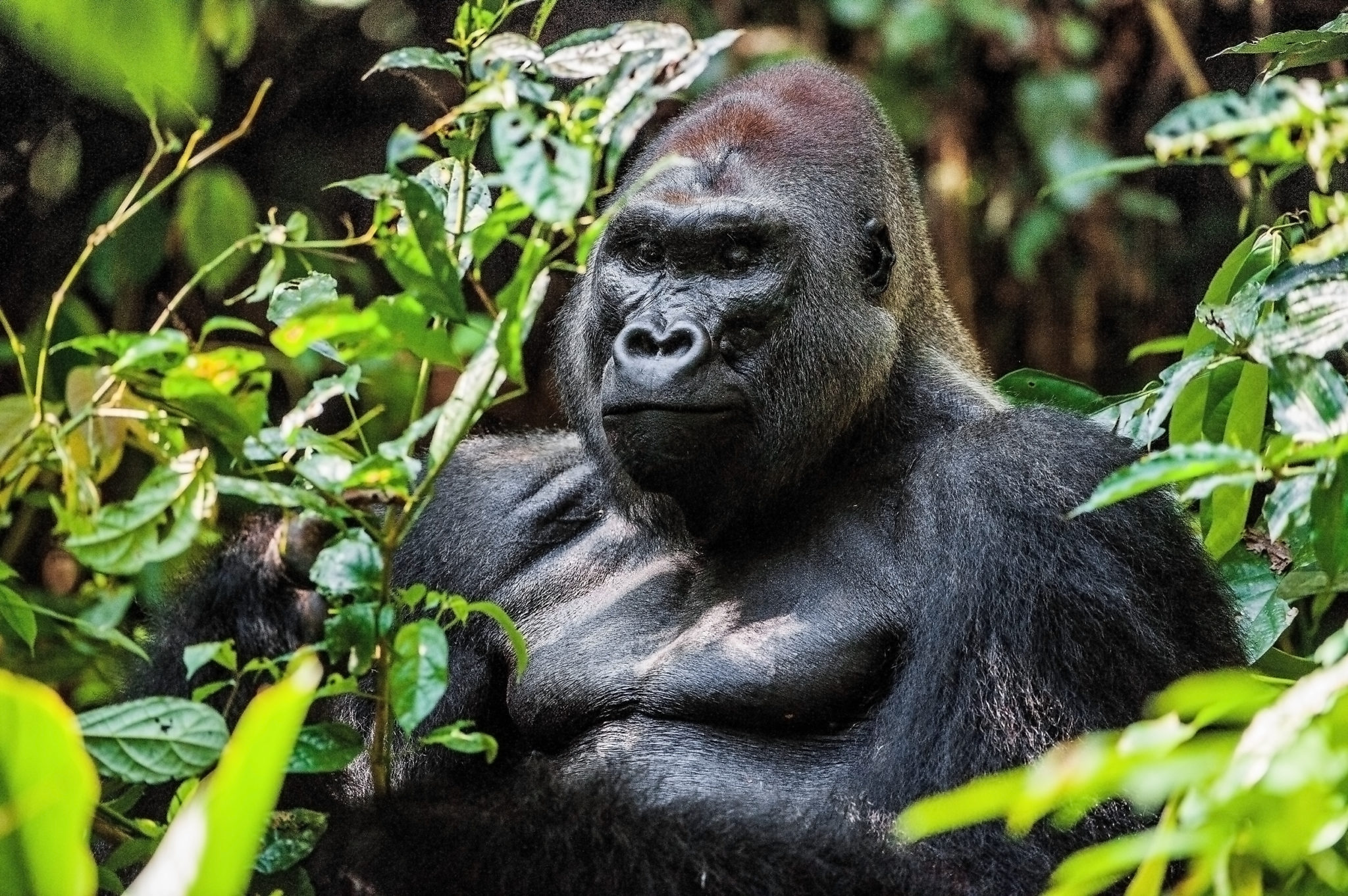Portrait of a western lowland gorilla (Gorilla gorilla gorilla) close up at a short distance. Silverback - adult male of a gorilla in a native habitat. Jungle of the Central African Republic