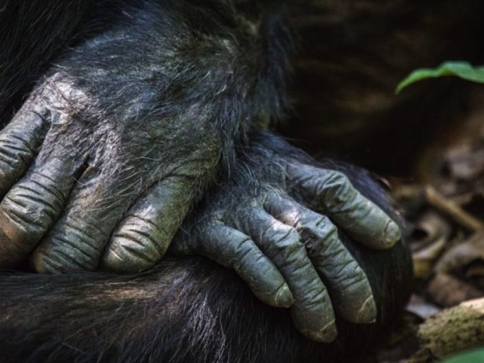 Greystoke Mahale – Den Schimpansen auf der Spur