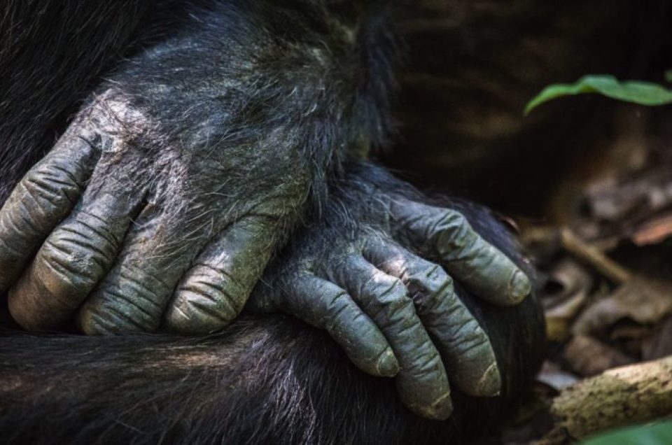 Greystoke Mahale - Den Schimpansen auf der Spur